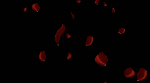 Falling red rose petals Video stock 45947079