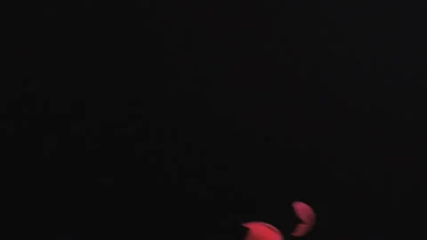 Falling Red Rose Petals Video stock 327406684