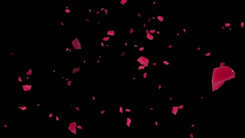 Falling red rose petals. Wedding. Black background. Isolated flowers. 59,94 fps Stock Footage 212634485