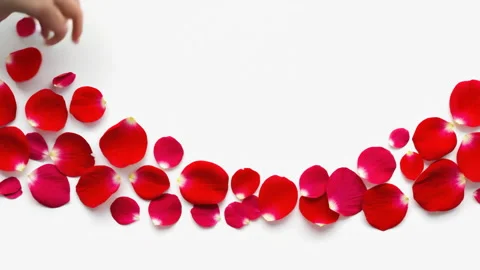 Falling Red Rose Petals on White Background Stock Footage 319076168