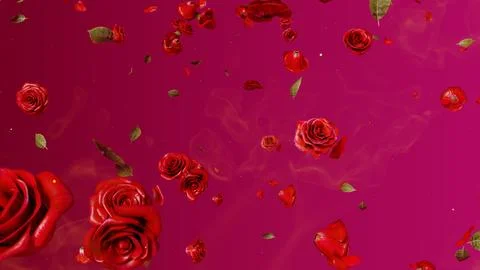 Falling Red Rose Stock Photos