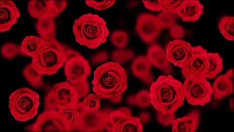 Falling red roses. Stock Footage 113147548