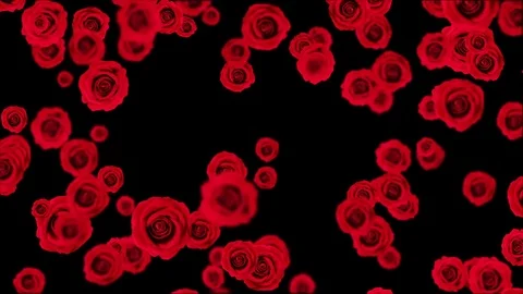 Falling red roses. Stock Footage 113148049
