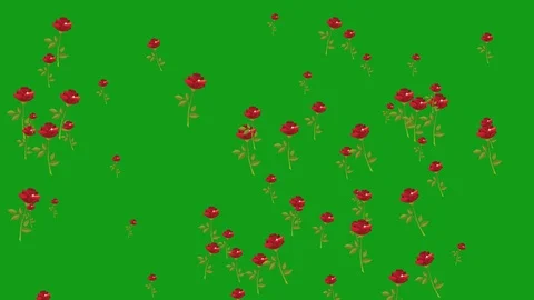 Falling red roses with green screen background Stock Footage 123897037