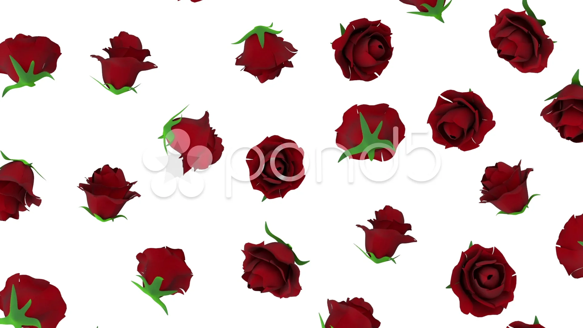 Falling Red Roses on white background | Stock Video | Pond5