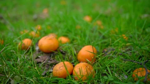 Falling ripe orange or fresh citrus on the grass slow mo Stock Footage 234858615