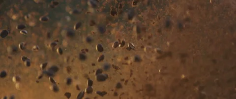Falling roasted coffee beans Stock Footage 247382421