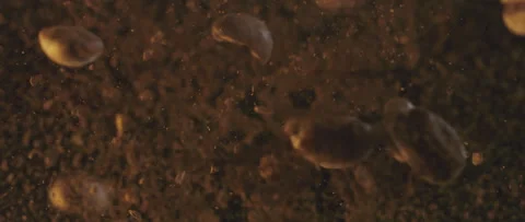 Falling roasted coffee beans Video stock 247383445