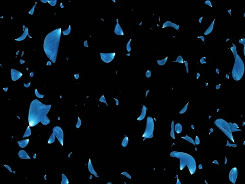 Falling Romantic Dark Blue Rose Flower Petals Background Alpha matte Loop 4k Stock Footage 71897651