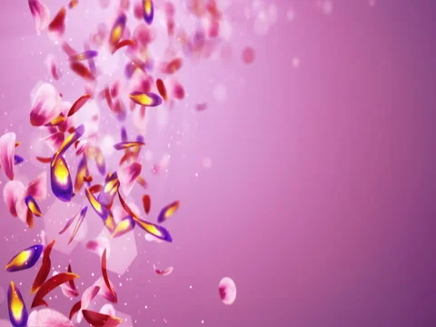 Falling Romantic Red Pink Purple Flower Petals Blurry Bokeh Placeholder Loop 4k Stock Footage 71413800