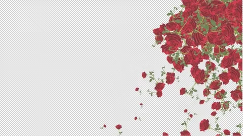 Falling rose branches from top to bottom on a transparent background 스톡 동영상 321009008