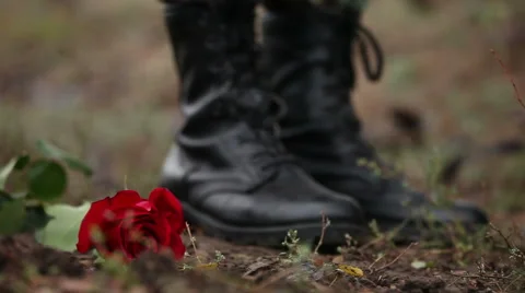 Falling rose Stock Footage 42501999