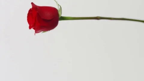 Falling Rose Video stock 81492103