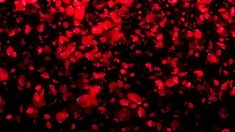 Falling Rose Petals on black background Stock Footage 82754012