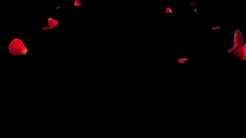 Falling rose petals with dark background Stock Footage 123992779