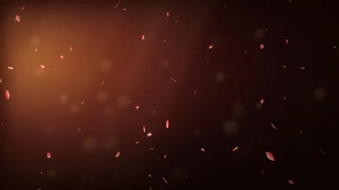 Falling rose petals drifting in warm golden dusk light with soft particles Video stock 341731774
