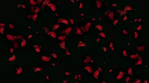 Falling Rose Petals Stock Footage 44146304