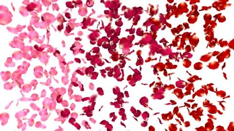 Falling rose petals Illustrazione stock