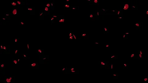 Falling rose petals isolated with an alpha channel Stock Footage 255659240