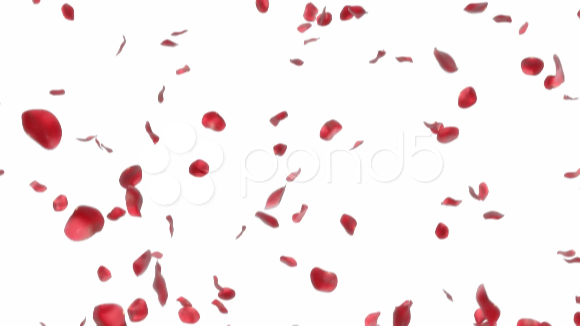 falling rose petals