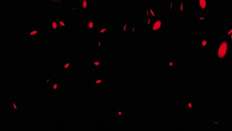 Falling rose petals motion graphics with night background Stock Footage 133345952