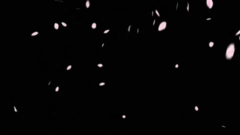 Falling rose petals motion graphics with night background Stock Footage 133426540