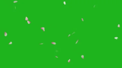 Falling rose petals motion graphics with green screen background Stock Footage 134155135