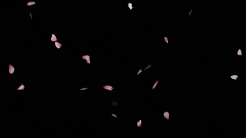 Falling rose petals motion graphics with night background Stock Footage 135442085