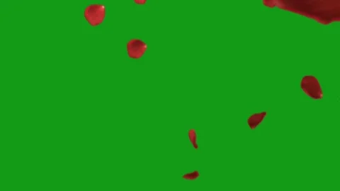 Falling rose petals motion graphics with green screen background Stock Footage 139434298