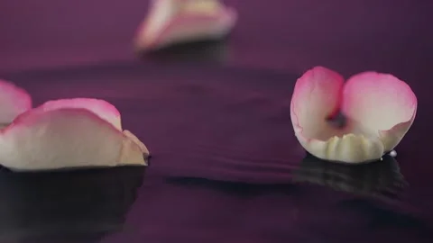 Falling rose petals splash water droplets in slow motion. The tranquil scen.. 스톡 동영상 300262490