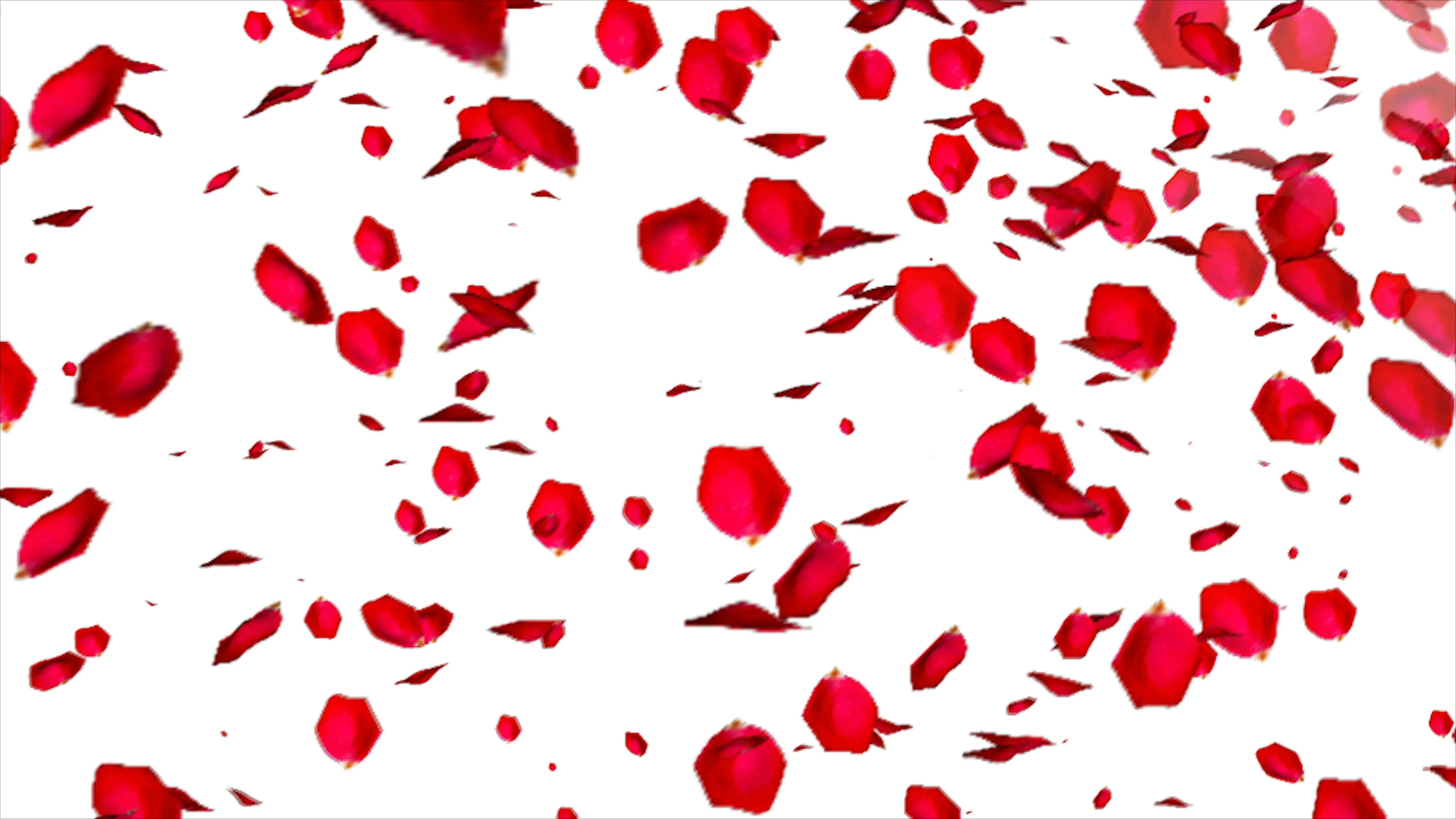 Falling Rose petals on white background | Stock Video | Pond5