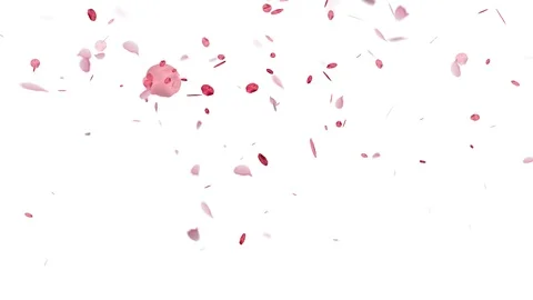 Falling Rose Petals on white background 스톡 동영상 91581716