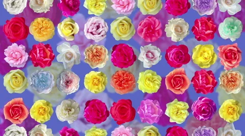 Falling roses and rotating roses loop. Stock Footage 57435709