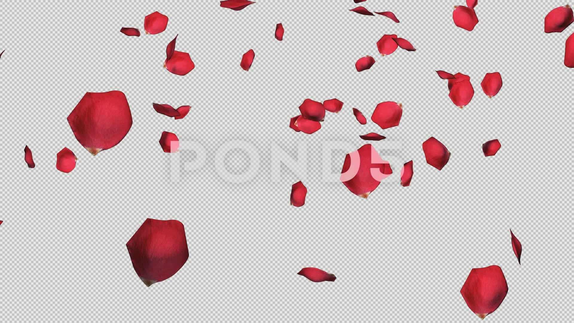 falling roses petals alpha channel, Stock Video