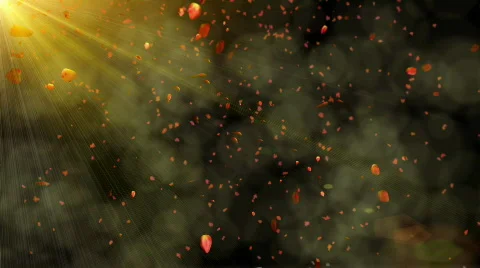 Falling roses petals Stock Footage 654659