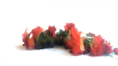 Falling roses slow motion video. Vídeo Stock 70755079