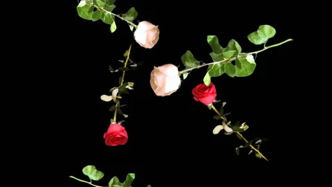 Falling Roses White and Red Stock Footage