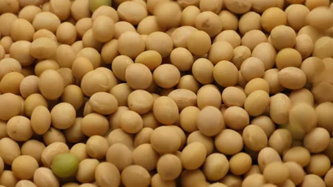 Falling on rotate soybeans on background 库存影片 162608626