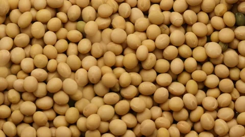 Falling on rotate soybeans on background | Stock Video | Pond5