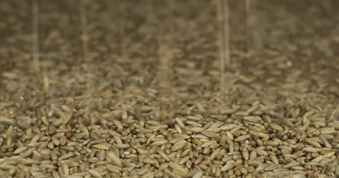 Falling rye grain on burlap. Falling grain in the form of rain. Approaching the Stock Footage 155602683