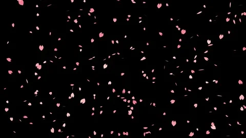Falling sakura cherry blossom with alpha, looped Stock Footage 86412309