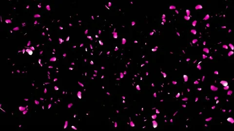 Falling Sakura Petals Cherry Blossoms alpha Stock Footage 21371151