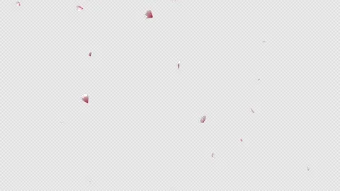 Falling Sakura Petals Overlay on Transparent Background - Cherry Blossom Animati Vídeos de archivo 335808034