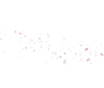 Falling Sakura Petals Vector On Transparent Background For Spring Design Stock Illustration