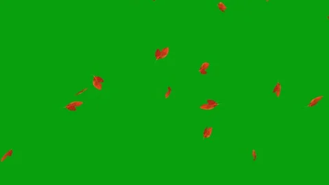 Falling sassafras leaves motion graphics with green screen background Stock Footage 255568766