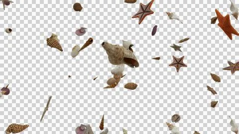 Falling Seashells Starfish Ocean Summer PNG Overlay Stock Illustration