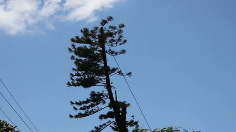 Falling section of cut tree Stock Footage 35241029