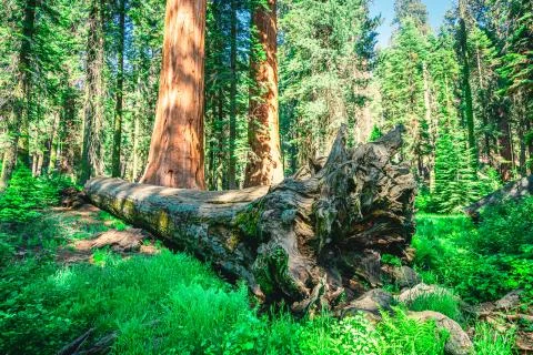 Falling Sequoia Tree in National Forest 库存照片