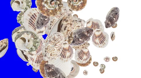 Falling Shells (with alpha channel) Vídeos de archivo 25851183