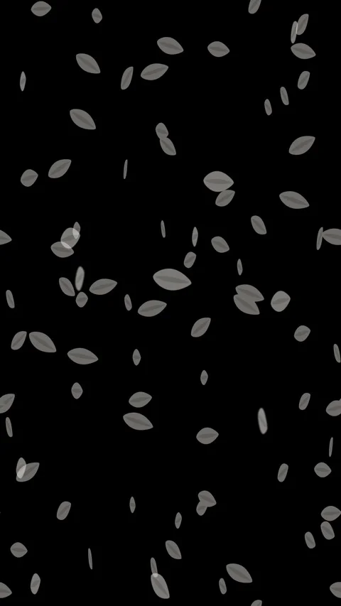 Falling silver petals on black background. 2d animation Stock Footage 345043122